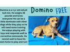 Adopt Domino a Tan/Yellow/Fawn Pit Bull Terrier / Mixed dog in Decatur