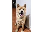Adopt Crae - Adoption Pending a Tan/Yellow/Fawn - with White Husky / Chow Chow /