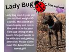 Adopt Ladybug a Black Pit Bull Terrier / Labrador Retriever / Mixed dog in