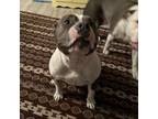 American Bulldog Puppy for sale in Wilmington, NC, USA