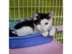 Domestic Shorthair For Adoption In Madison, Wisconsin