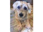 Lucy, Dachshund For Adoption In Painted Post, New York