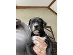 Kohl, Labrador Retriever For Adoption In Denver, Colorado
