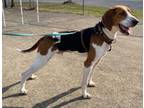 Adopt Tracker a Coonhound