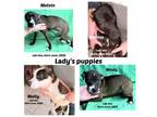 Adopt MOLLY MINDY MELVIN & MARCUS together or seperately boys & girls a Labrador