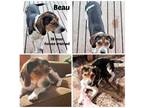 Adopt BEAU a Beagle