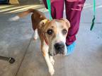 Adopt LAYLA* a Boxer, Mixed Breed