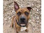 Adopt PANCHO* a Pit Bull Terrier