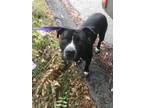 Adopt KASSIUS a Pit Bull Terrier