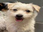 Adopt UKLAR a Cairn Terrier