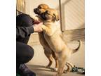 Adopt CRACKER JACK* a German Shepherd Dog