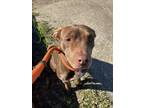 Adopt PEANUT a Pit Bull Terrier, Mixed Breed