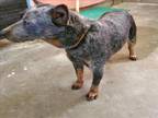 Adopt A815790 a Australian Cattle Dog / Blue Heeler