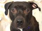 Adopt POMELO a Pit Bull Terrier, Mixed Breed