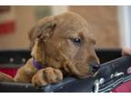 Adopt CHONK a Rottweiler, Basset Hound