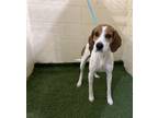 Adopt BEE a Foxhound, Mixed Breed