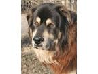 Adopt Dingus a Mixed Breed, Great Pyrenees