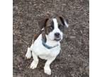 Adopt Lindsey a Corgi, Boston Terrier