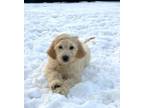 Adopt Barclay a Goldendoodle