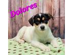 Adopt Dolores a Mixed Breed