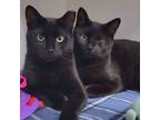 Adopt Meow & Minion a Domestic Short Hair