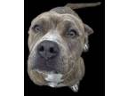 Adopt Taloola a Pit Bull Terrier, Mixed Breed