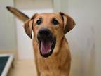 Adopt Ironheart a German Shepherd Dog, Labrador Retriever