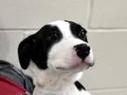 Adopt Connor a Border Collie, Pit Bull Terrier