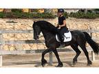 Brave friesian mare horse