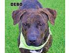 Adopt Debo a Basset Hound, Terrier