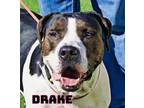 Adopt Drake a Treeing Walker Coonhound, Pit Bull Terrier