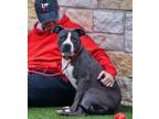 Adopt Starla a Pit Bull Terrier, Mixed Breed