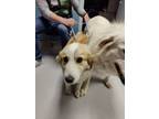 Adopt Buttercup a Great Pyrenees