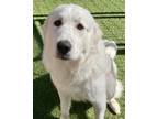 Adopt Pierre a Great Pyrenees