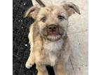 Adopt Penny a Terrier