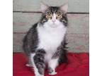 Adopt Zig a Maine Coon, Domestic Short Hair