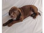 Adopt Quincy a Chocolate Labrador Retriever