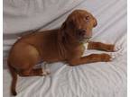 Adopt Quaid a Chocolate Labrador Retriever