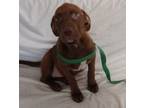 Adopt Quinna a Chocolate Labrador Retriever