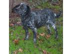 Adopt Oreo a Australian Cattle Dog / Blue Heeler, American Staffordshire Terrier