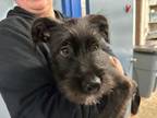 Adopt Sasha a Wirehaired Terrier