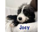 Adopt Joey a Goldendoodle