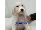 Adopt Chandler a Goldendoodle