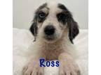 Adopt Ross a Goldendoodle, Aussiedoodle