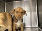 Adopt BLANKET a Labrador Retriever, American Staffordshire Terrier
