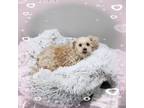 Adopt Muneca-12 lbs a Miniature Poodle