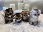 New Arrival Scottish Golden & Silver Kittens