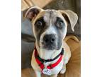 Adopt Dolce a American Staffordshire Terrier, Cattle Dog