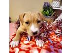 Adopt Pecan a American Staffordshire Terrier