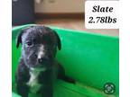 Adopt Slate a Labrador Retriever